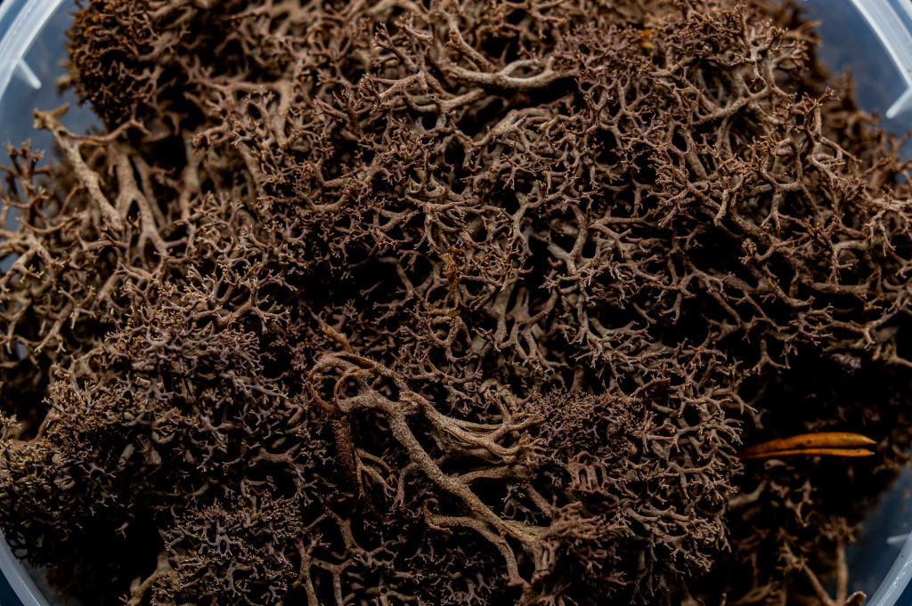 Deadwood Hedge Basing Material 2