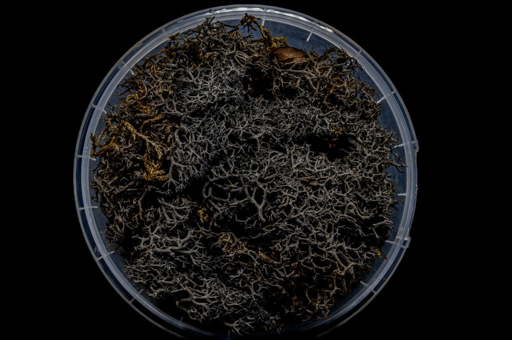 Burnt Hedge Basing Material 1