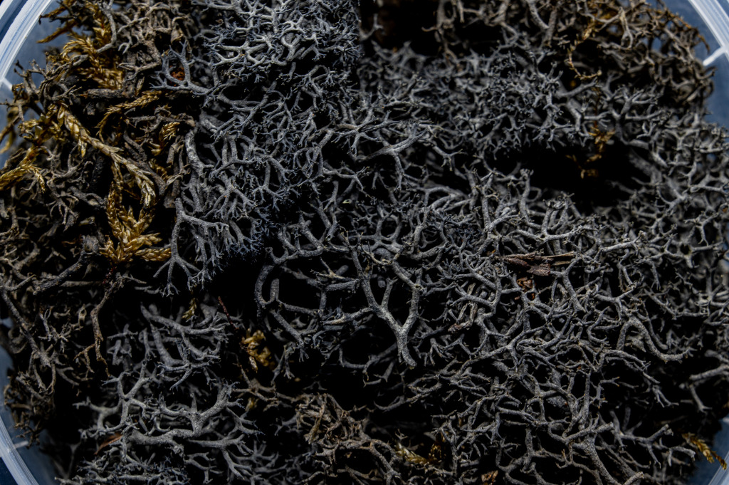 Burnt Hedge Basing Material 2