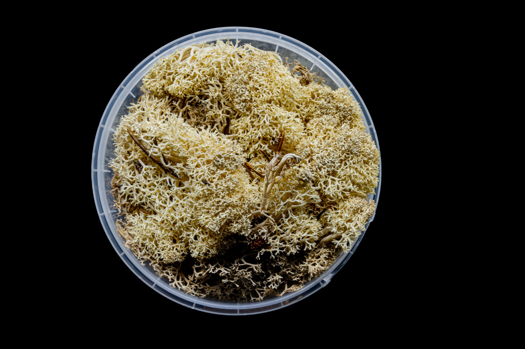 Winter Hedge Basing Material 1