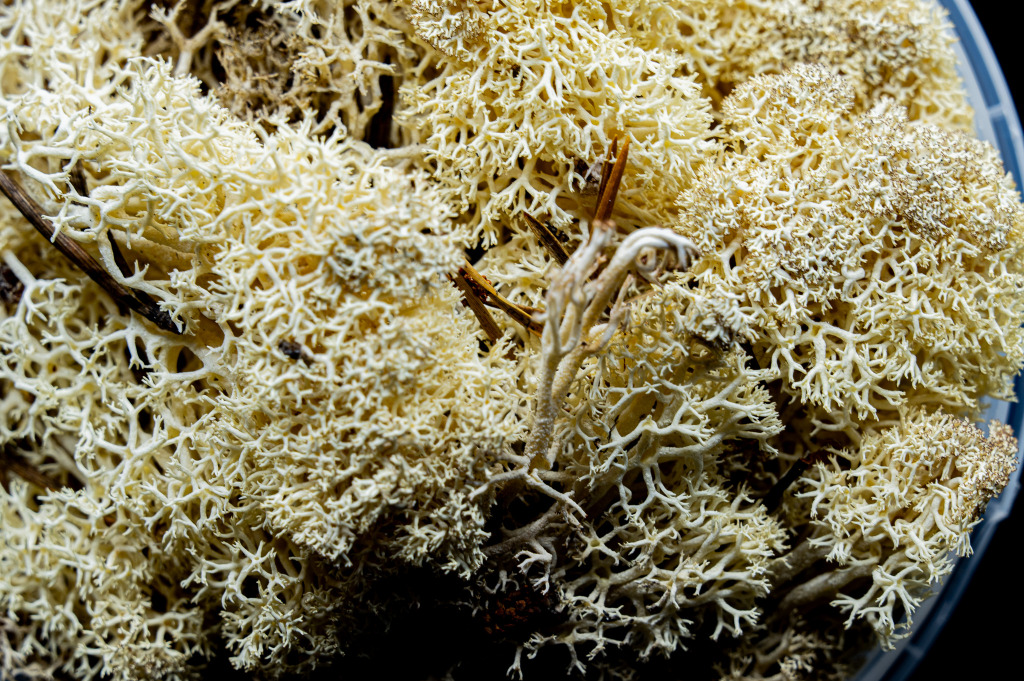 Winter Hedge Basing Material 2