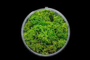 Lush Hedge Basing Material 1