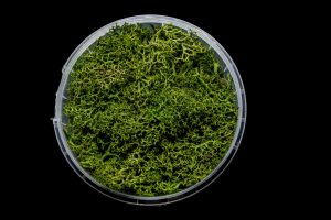 Green Hedge Basing Material 1