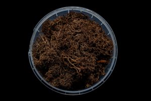 Deadwood Hedge Basing Material 1