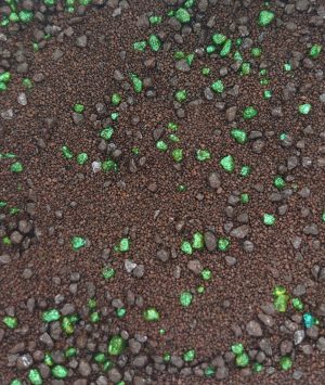 Warped Lands Miniature Basing material 1