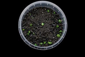 Warped Chaos Miniature Basing material 1