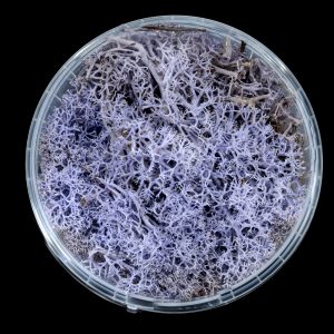 Lavender Hedge Basing Material 1