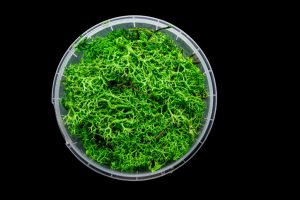 Enchanted Hedge Basing Material 1