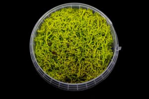 Toxic Hedge Basing Material 1