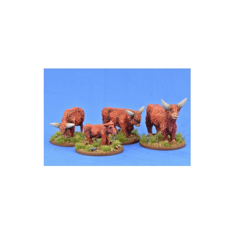Highland Cattle 1