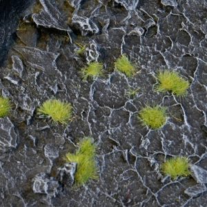 Light Green - Tiny Tufts 2mm 1