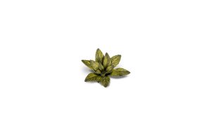 Laser Plants - Dumb Cane 1