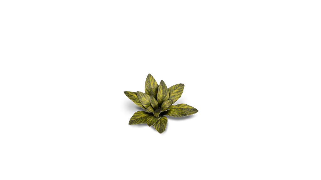 Laser Plants - Dumb Cane 1
