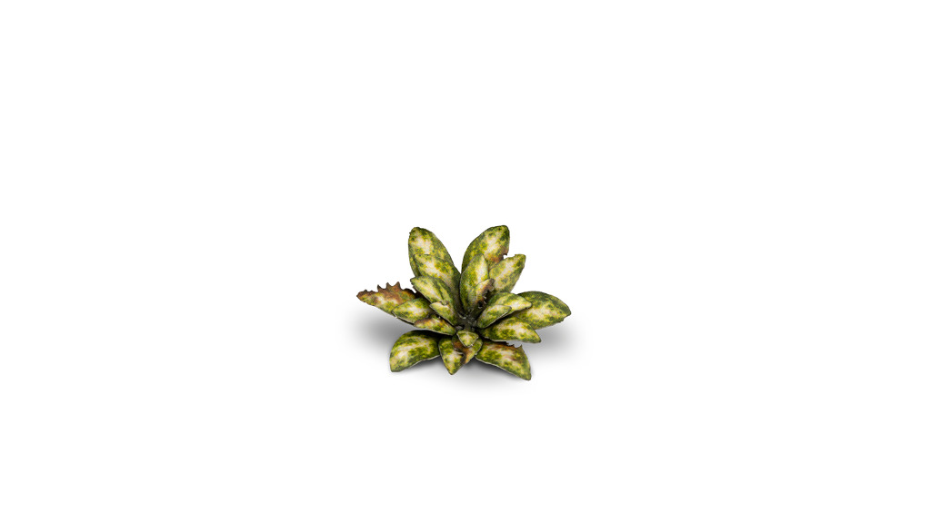 Laser Plants - Dumb Cane 2