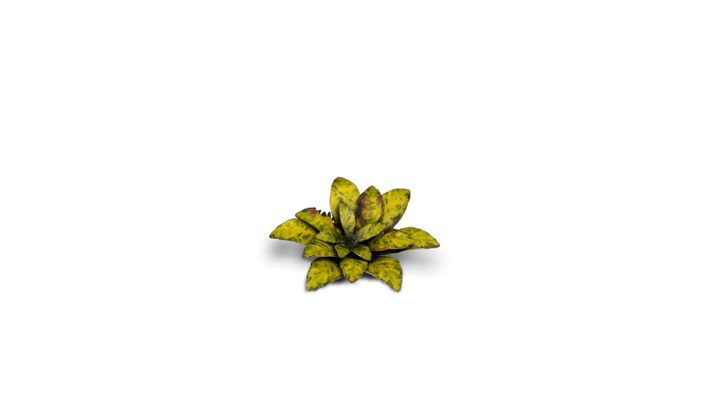 Laser Plants - Dumb Cane 3