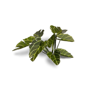 Laser Plants - Elephant Ear 1
