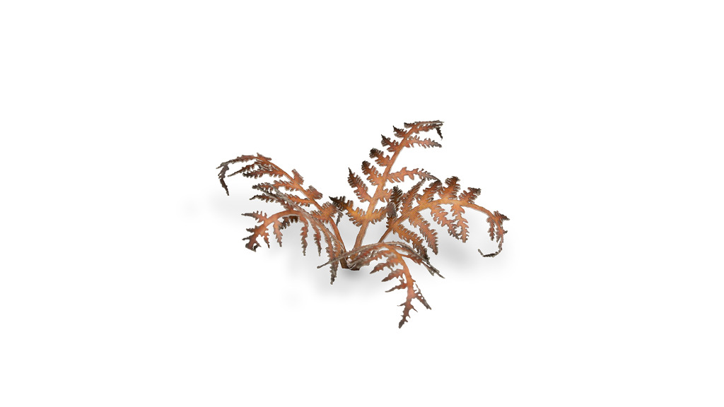 Laser Plants - Dry Bracken 4