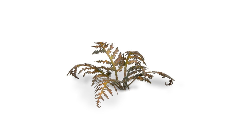 Laser Plants - Dry Bracken 5