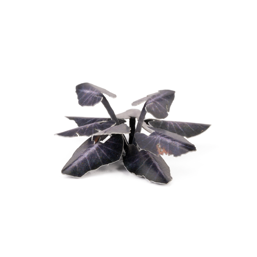 Laser Plants - Black Magic Taro 3