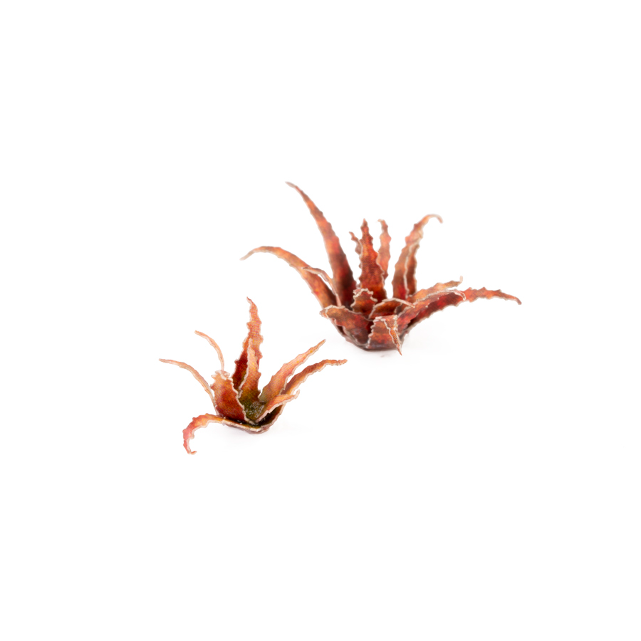 Laser Plants - Red Aloe 2