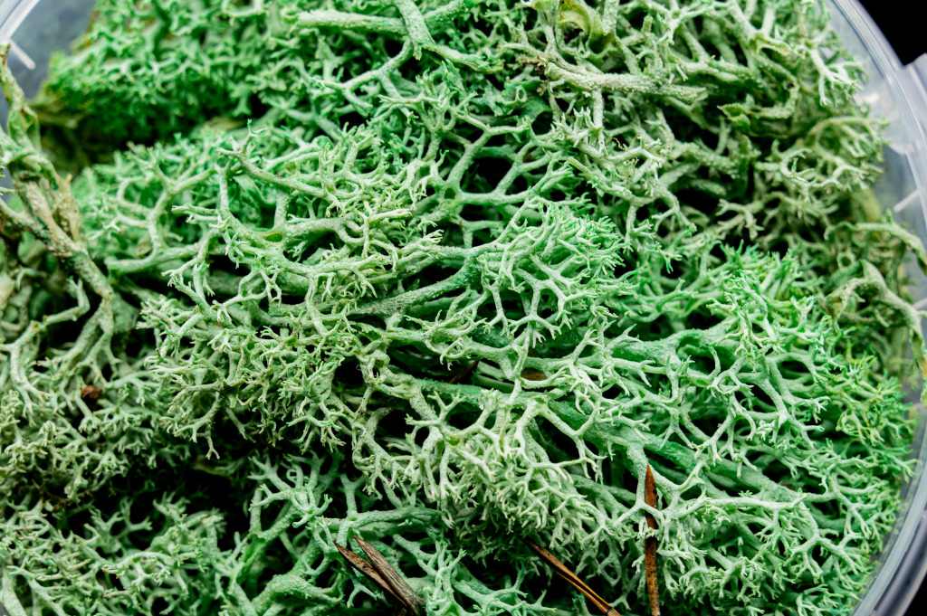Alien Hedge Basing Material 2