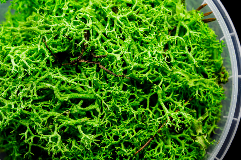 Enchanted Hedge Basing Material 2