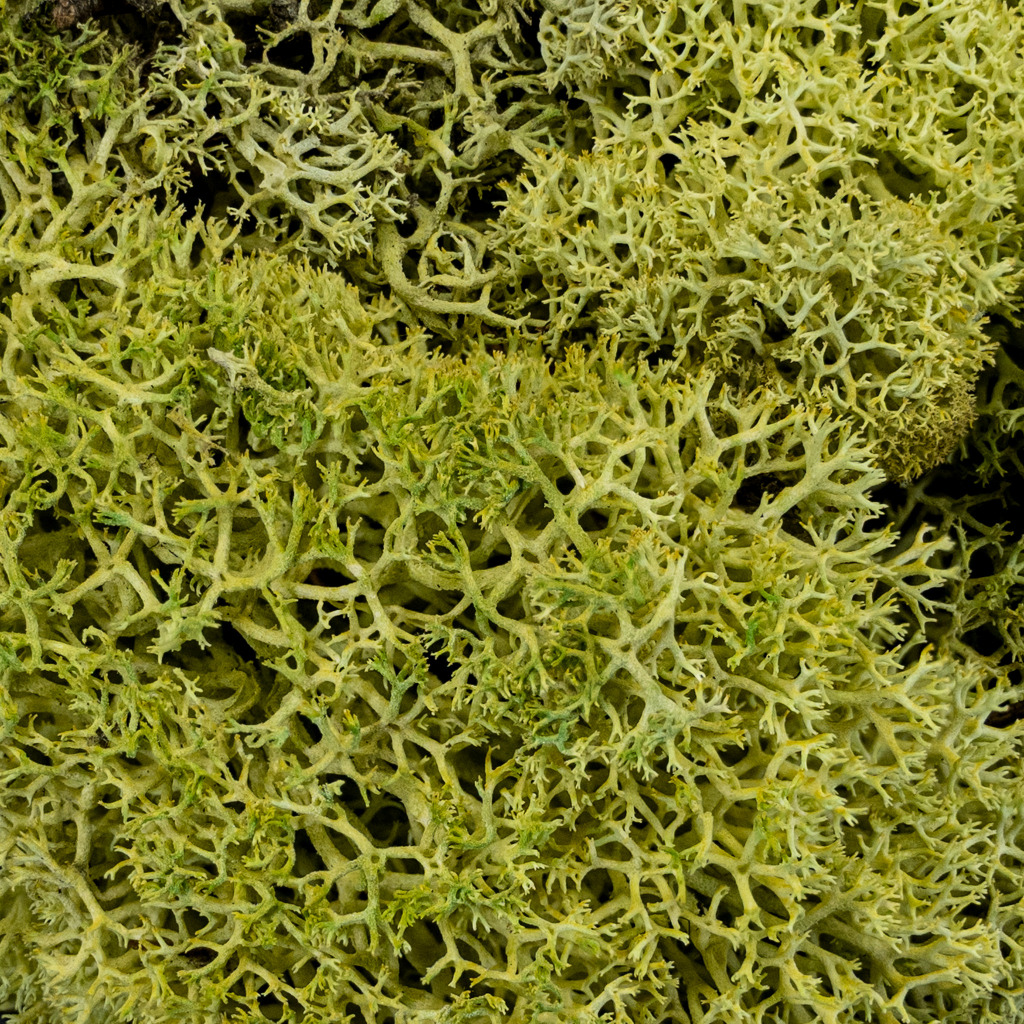 Putrid Hedge Basing Material 2