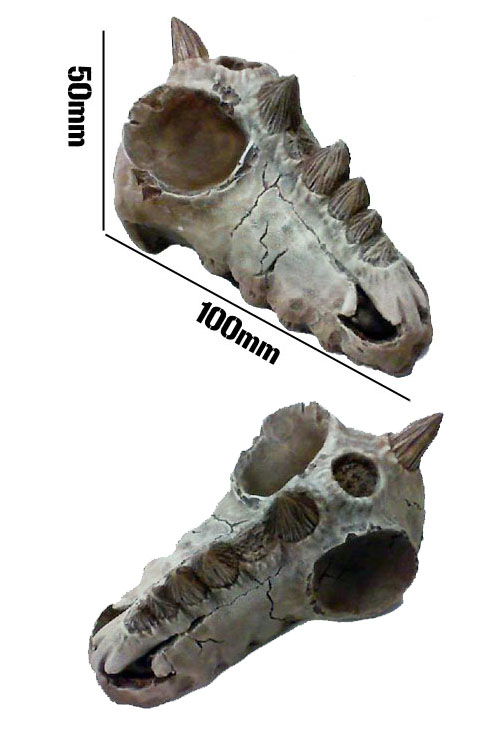 Dragon Skull 1