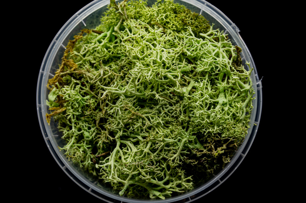 Ghoulish Hedge Basing Material 2