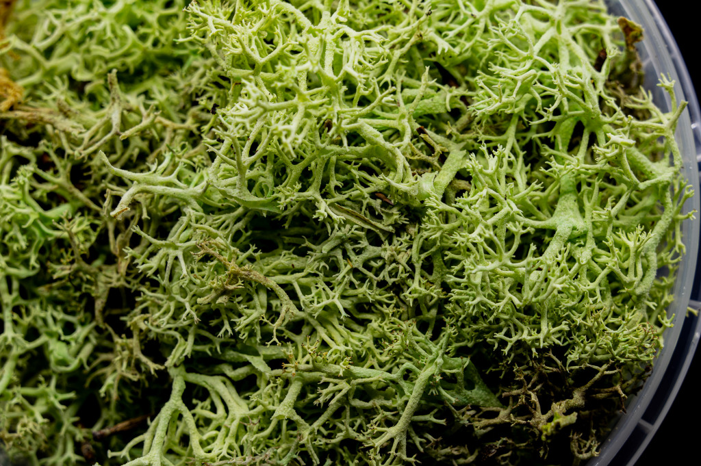 Ghoulish Hedge Basing Material 3