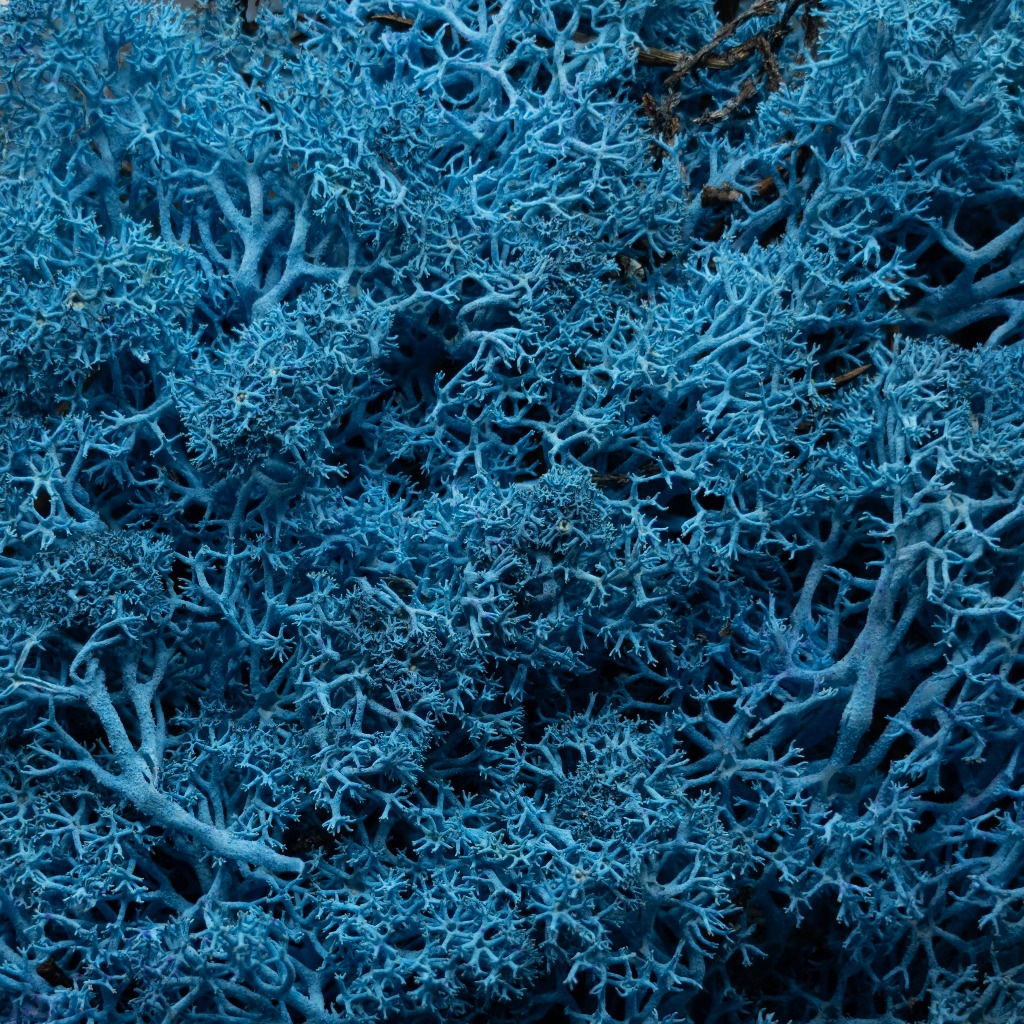 Coral Blue Hedge Basing Material 2