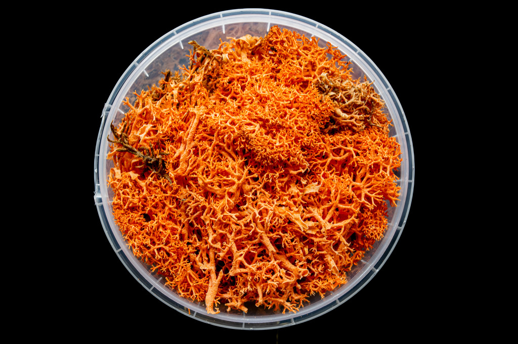 Blazing Hedge Basing Material 2