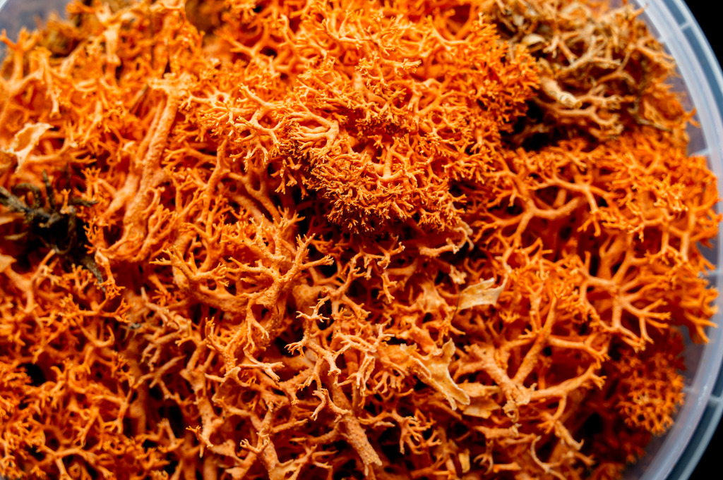 Blazing Hedge Basing Material 3