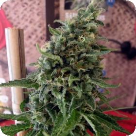 Douce Nuit Feminised Seeds Douce Nuit Feminised Seeds