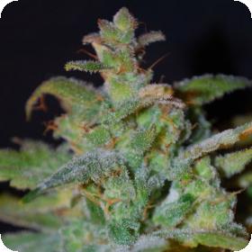 AK Auto Feminised Seeds AK Auto Feminised Seeds