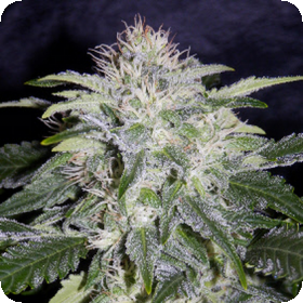 24 Carat AUTO Feminised Seeds 24 Carat AUTO Feminised Seeds