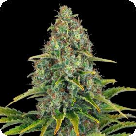 Blue Cheese AUTO Feminised Seeds