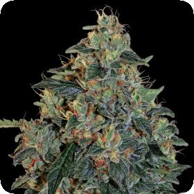 Blueberry OG Feminised Seeds