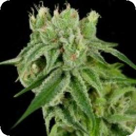 Banana Split Regular Seeds Banana Split Regular Seeds