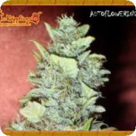 Bubba Gum Auto Feminised Seeds Bubba Gum Auto Feminised Seeds