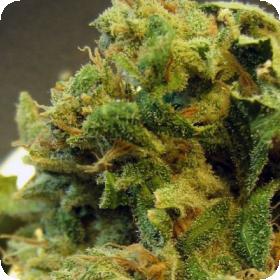 Burmese Regular Seeds Burmese Regular Seeds