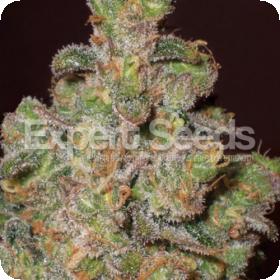 Cheese Feminised Seeds Cheese Feminised Seeds
