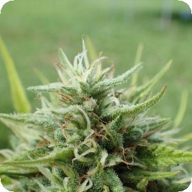 Cookies Krush Feminised Seeds Cookies Krush Feminised Seeds