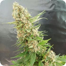 Critical Gorilla Feminised Seeds Critical Gorilla Feminised Seeds