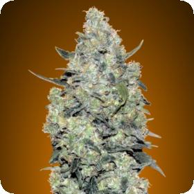 Critical Mass Auto Feminised Seeds Critical Mass Auto Feminised Seeds