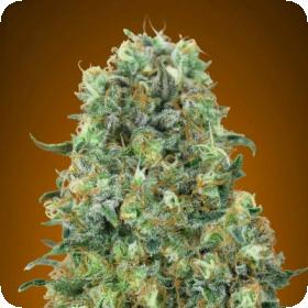 Critical Mass Feminised Seeds Critical Mass Feminised Seeds