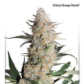 Critical Orange Punch Feminised Seeds Critical Orange Punch Feminised Seeds