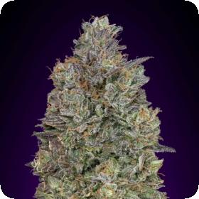 Critical Purple Kush Feminised Seeds Critical Purple Kush Feminised Seeds
