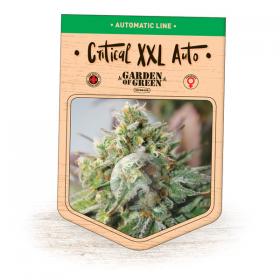 Critical XXL Auto Feminised Seeds Critical XXL Auto Feminised Seeds