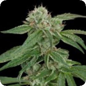 Crockett's Confidential Regular Seeds Crockett's Confidential Regular Seeds